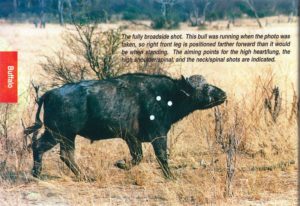 Shot placement diagram for Cape Buffalo