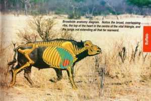 Shot placement diagram for Cape Buffalo