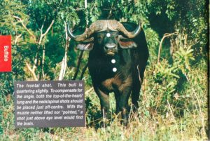 Shot placement diagram for Cape Buffalo
