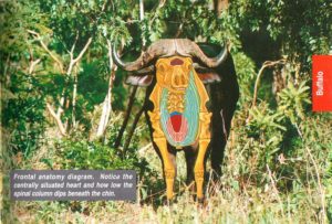 Shot placement diagram for Cape Buffalo