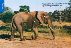 Shot placement diagram for African Elephant