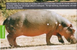 Shot placement diagram for Hippo