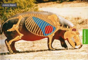Shot placement diagram for Hippo