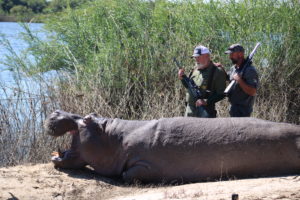 Hippo hunted with Kaiwhai Safaris