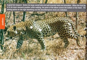 Shot placement diagram for African Leopard