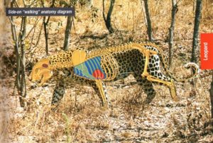 Shot placement diagram for African Leopard