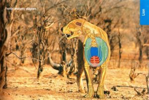 Shot placement diagram for African Lion