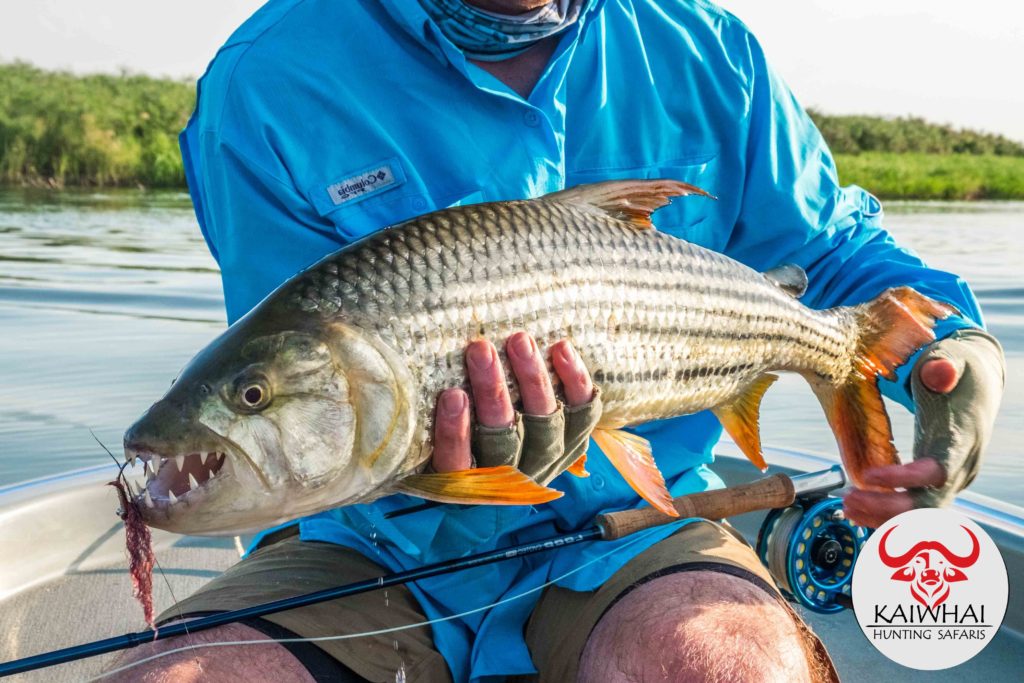 A tigerfish caught from the boat on the Zambezi River