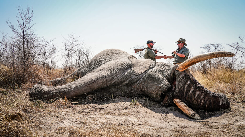 A heavy-tusked bull elephant taken on the Botswana concession, with the hunter and his professional hunter