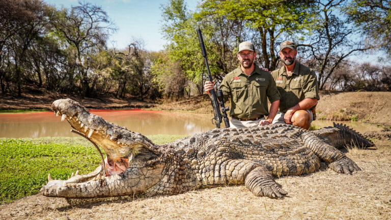 Nile Crocodile - free-range on our Zambia concession