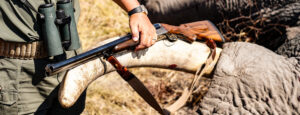 African Elephant hunted with Kaiwhai Safaris