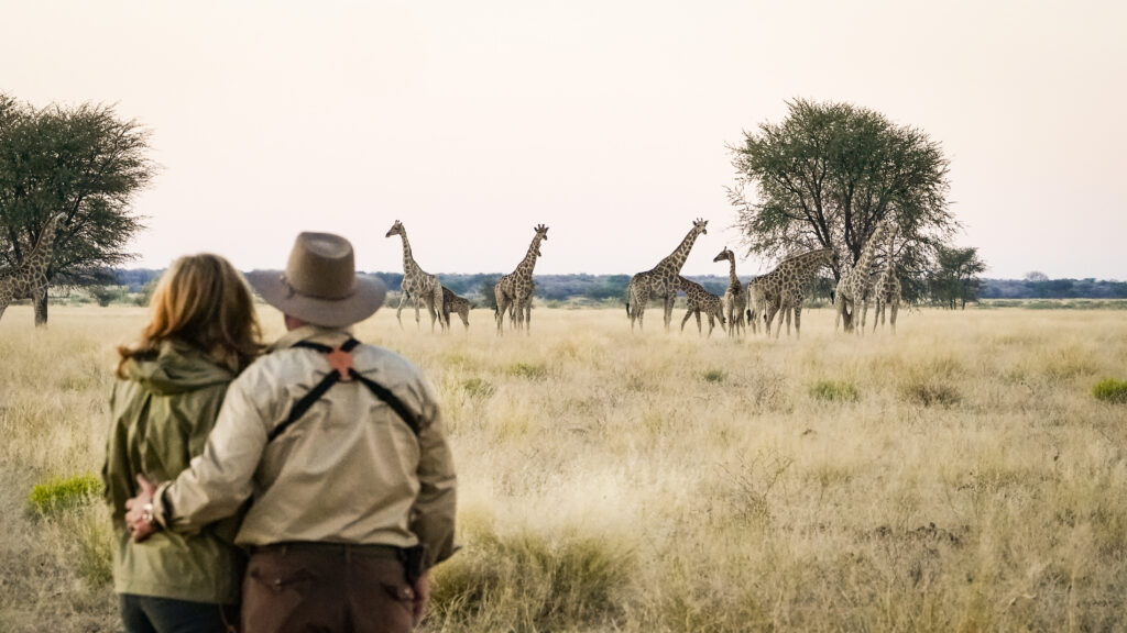 A couple watching giraffes at dusk
