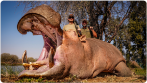 Hippo hunted with Kaiwhai Safaris