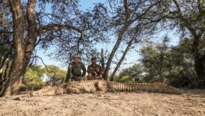 Nile Crocodile hunted with Kaiwhai Safaris