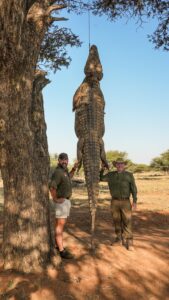 Nile Crocodile hunted with Kaiwhai Safaris