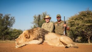 African Lion hunted with Kaiwhai Safaris