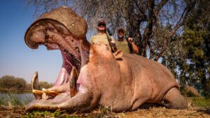 Hippo hunted with Kaiwhai Safaris