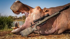 Hippo hunted with Kaiwhai Safaris