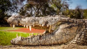 Nile Crocodile hunted with Kaiwhai Safaris
