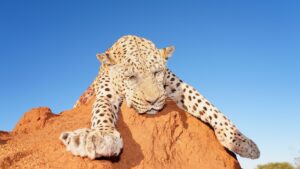 African Leopard hunted with Kaiwhai Safaris