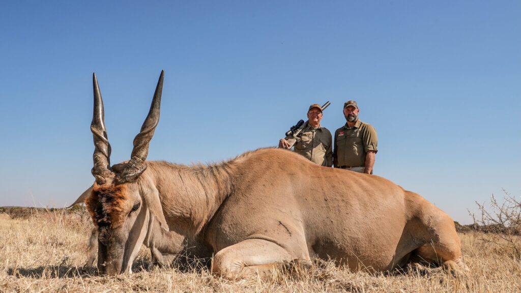 Two hunters behind an eland bull