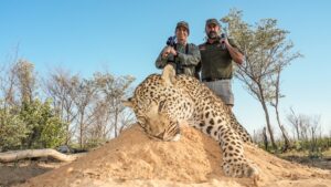 African Leopard hunted with Kaiwhai Safaris