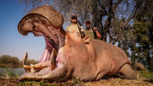 Hippo hunted with Kaiwhai Safaris