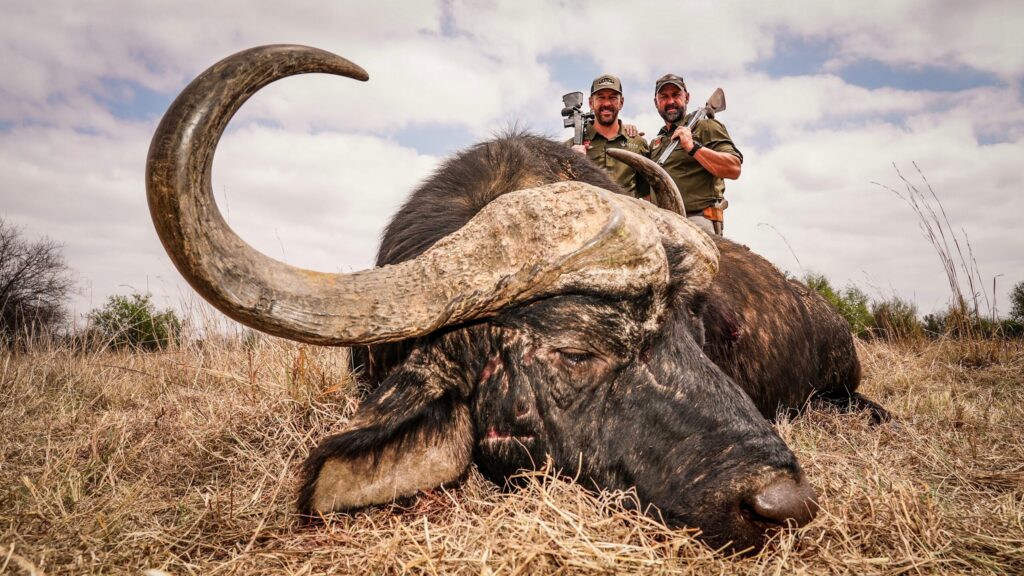 Two hunters behind a Cape buffalo bull