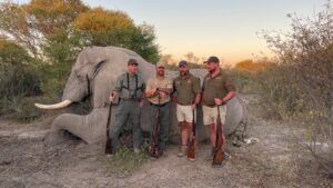 African Elephant hunted with Kaiwhai Safaris