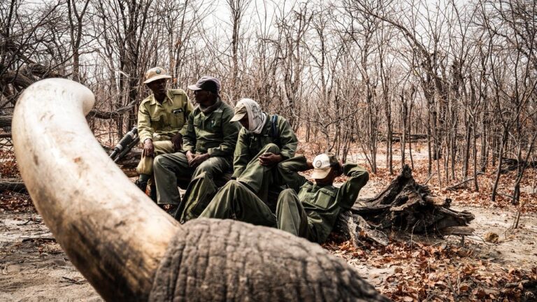 African Elephant hunted with Kaiwhai Safaris